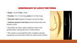 Shape: round, Color: white
Females: 8 to 13 mm long,males: 2 to 5mm long
Posterior end:Tapered in females curved in males
Anterior part(cervical alae):found in both male and
female worms
The adults are short, white, fusiform worms with
pointed ends, looking like bits of white thread.
The mouth is surrounded by three winglike cuticular
expansions (cervical alae) which are transversely striated
MORPHOLOGY OF ADULT THE WORM
 