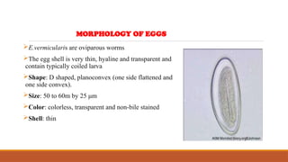 E.vermicularis are oviparous worms
The egg shell is very thin, hyaline and transparent and
contain typically coiled larva
Shape: D shaped, planoconvex (one side flattened and
one side convex).
Size: 50 to 60m by 25 μm
Color: colorless, transparent and non-bile stained
Shell: thin
MORPHOLOGY OF EGGS
 