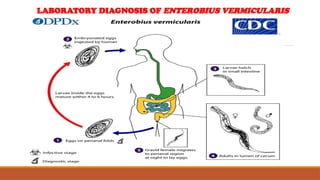 LABORATORY DIAGNOSIS OF ENTEROBIUS VERMICULARIS
 