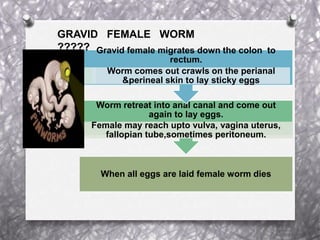 When all eggs are laid female worm dies
Worm retreat into anal canal and come out
again to lay eggs.
Female may reach upto vulva, vagina uterus,
fallopian tube,sometimes peritoneum.
Gravid female migrates down the colon to
rectum.
Worm comes out crawls on the perianal
&perineal skin to lay sticky eggs
GRAVID FEMALE WORM
?????
 
