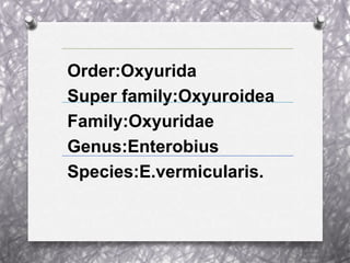 Order:Oxyurida
Super family:Oxyuroidea
Family:Oxyuridae
Genus:Enterobius
Species:E.vermicularis.
 