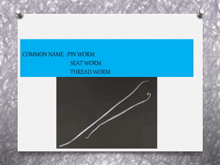 COMMON NAME :PIN WORM
SEAT WORM
THREAD WORM
 
