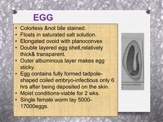 • Colorless &not bile stained.
• Floats in saturated salt solution.
• Elongated ovoid with planoconvex
• Double layered egg shell,relatively
thick& transparent.
• Outer albuminous layer makes egg
sticky.
• Egg contains fully formed tadpole-
shaped coiled embryo-infectious only 6
hrs after being deposited on the skin.
• Moist conditions-viable for 2 wks.
• Single female worm lay 5000-
17000eggs.
EGG
 
