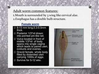 Adult worm common features:
1.Mouth is surrounded by 3 wing like cervical alae.
2.Esophagus has a double bulb structure.
Female worm
O 8-13 mm long,0.3-0.5mm
thick.
O Posterior 1/3^rd drawn
into pointed pin-like tail.
O Vulva located in front of
middle 1/3^rd of body
opens into single vagina
which leads to paired uteri,
oviducts and ovaries.
O Gravid female, whole body
filled by distended uteri
carrying 1000s of eggs.
O Survive for 5-12 wks.
 