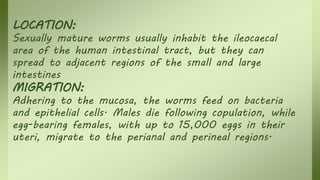 LOCATION:
Sexually mature worms usually inhabit the ileocaecal
area of the human intestinal tract, but they can
spread to adjacent regions of the small and large
intestines
MIGRATION:
Adhering to the mucosa, the worms feed on bacteria
and epithelial cells. Males die following copulation, while
egg-bearing females, with up to 15,000 eggs in their
uteri, migrate to the perianal and perineal regions.
 