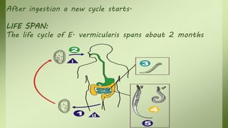 After ingestion a new cycle starts.
LIFE SPAN:
The life cycle of E. vermicularis spans about 2 months
 
