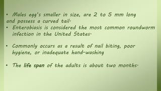 • Males egg’s smaller in size, are 2 to 5 mm long
and possess a curved tail.
• Enterobiasis is considered the most common roundworm
infection in the United States.
• Commonly occurs as a result of nail biting, poor
hygiene, or inadequate hand-washing
• The life span of the adults is about two months.
 