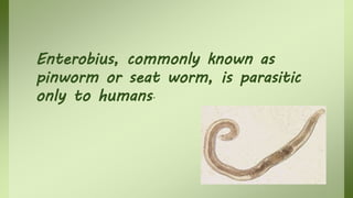 Enterobius, commonly known as
pinworm or seat worm, is parasitic
only to humans.
 