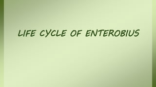 LIFE CYCLE OF ENTEROBIUS
 
