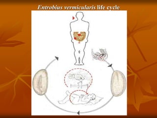 Entrobius vermicularis life cycle
 