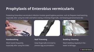 Prophylaxis of Enterobius vermicularis
Preventing Enterobius vermicularis infection involves good hygiene practices, such as frequent hand washing,
especially after using the toilet and before eating, trimming fingernails, and keeping personal items like
bedding and clothing clean.
Handwashing
Wash hands frequently,
especially after using the toilet.
Nail Trimming
Keep fingernails trimmed to
prevent egg accumulation.
Bedding Cleaning
Wash bedding regularly in hot
water to kill eggs.
 