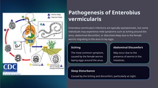 Pathogenesis of Enterobius
vermicularis
Enterobius vermicularis infections are typically asymptomatic, but some
individuals may experience mild symptoms such as itching around the
anus, abdominal discomfort, or disturbed sleep due to the female
worms migrating to the anus to lay eggs.
Itching
The most common symptom,
caused by the female worms
laying eggs around the anus.
Abdominal Discomfort
May occur due to the
presence of worms in the
intestines.
Sleep Disturbance
Caused by the itching and discomfort, particularly at night.
 