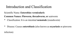Threadworm Taxonomy enterobius vermicularis presentation by DAVID.pptx