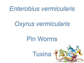 Enterobius vermicularis
Oxyrus vermicularis
Pin Worms
Tuxina
2
 