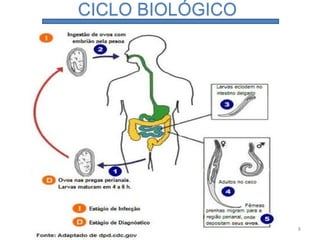 CICLO BIOLÓGICO
8
 
