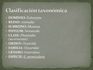 Clasificación taxonómicaDOMINIO:EukaryotaREINO:AnimaliaSUBREINO:MetazoaPHYLUM:NematodaCLASE:Phasmidia (secernentea)ORDEN:OxyuridaFAMILIA:OxyuridaeGÉNERO:EnterobiusESPECIE:E. vermicularis