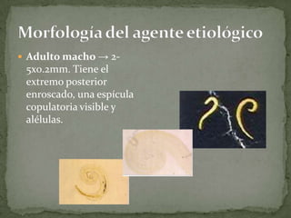 Morfología del agente etiológicoAdulto macho -> 2-5x0.2mm. Tiene el extremo posterior enroscado, una espícula copulatoria visible y alélulas.