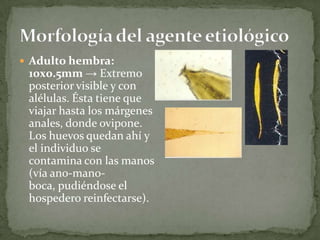 Morfología del agente etiológicoAdulto hembra: 10x0.5mm -> Extremo posterior visible y con alélulas. Ésta tiene que viajar hasta los márgenes anales, donde ovipone. Los huevos quedan ahí y el individuo se contamina con las manos (vía ano-mano-boca, pudiéndose el hospedero reinfectarse). 