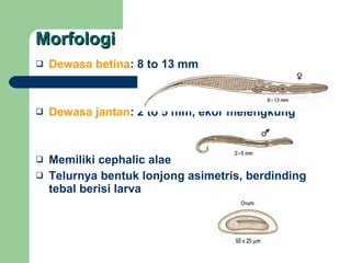 Morfologi Dewasa betina : 8 to 13 mm Dewasa jantan : 2 to 5 mm, ekor melengkung Memiliki cephalic alae Telurnya bentuk lonjong asimetris, berdinding tebal berisi larva 