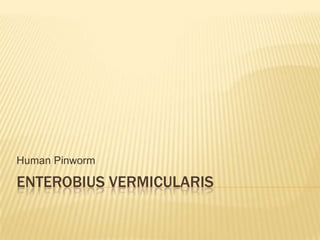 Human Pinworm

ENTEROBIUS VERMICULARIS
 