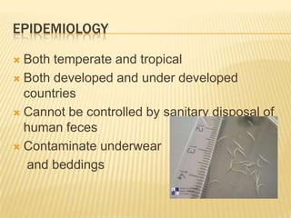 EPIDEMIOLOGY

 Both temperate and tropical
 Both developed and under developed
  countries
 Cannot be controlled by sanitary disposal of
  human feces
 Contaminate underwear

   and beddings
 