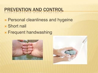 PREVENTION AND CONTROL

 Personal cleanliness and hygeine
 Short nail

 Frequent handwashing
 