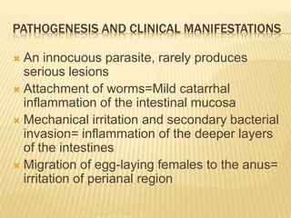 PATHOGENESIS AND CLINICAL MANIFESTATIONS

 An innocuous parasite, rarely produces
  serious lesions
 Attachment of worms=Mild catarrhal
  inflammation of the intestinal mucosa
 Mechanical irritation and secondary bacterial
  invasion= inflammation of the deeper layers
  of the intestines
 Migration of egg-laying females to the anus=
  irritation of perianal region
 