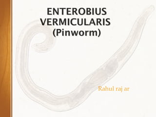 ENTEROBIUSENTEROBIUS
VERMICULARISVERMICULARIS
(Pinworm)(Pinworm)
Rahul raj ar
 