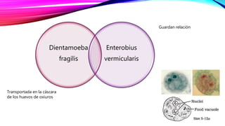 Dientamoeba
fragilis
Enterobius
vermicularis
Guardan relación
Transportada en la cáscara
de los huevos de oxiuros
 