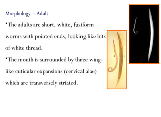 Morphology -- Adult
•The adults are short, white, fusiform
worms with pointed ends, looking like bits
of white thread.
•The mouth is surrounded by three wing-
like cuticular expansions (cervical alae)
which are transversely striated.
 