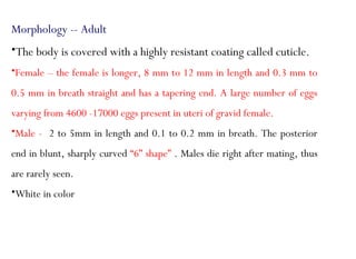 Morphology -- Adult
•The body is covered with a highly resistant coating called cuticle.
•Female – the female is longer, 8 mm to 12 mm in length and 0.3 mm to
0.5 mm in breath straight and has a tapering end. A large number of eggs
varying from 4600 -17000 eggs present in uteri of gravid female.
•Male - 2 to 5mm in length and 0.1 to 0.2 mm in breath. The posterior
end in blunt, sharply curved “6” shape” . Males die right after mating, thus
are rarely seen.
•White in color
 