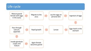 Life cycle
Mature gravid
female with eggs
in the ovary
Migrate to the
anus
Lay the eggs on
perianal skin
Ingestion of eggs
Eggs hatch in the
stomach
LarvaeRapid growth
Pass through
caecum,
appendix
Invade glandular
crypts and
mature
Again female
becomes gravid
 