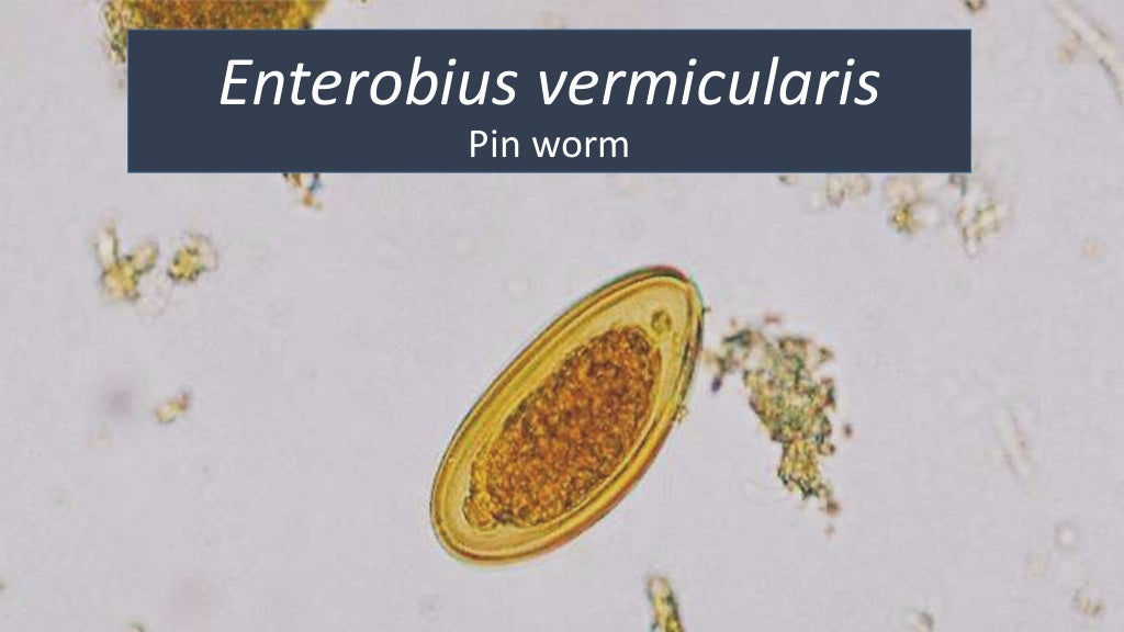 Enterobius Vermicularis