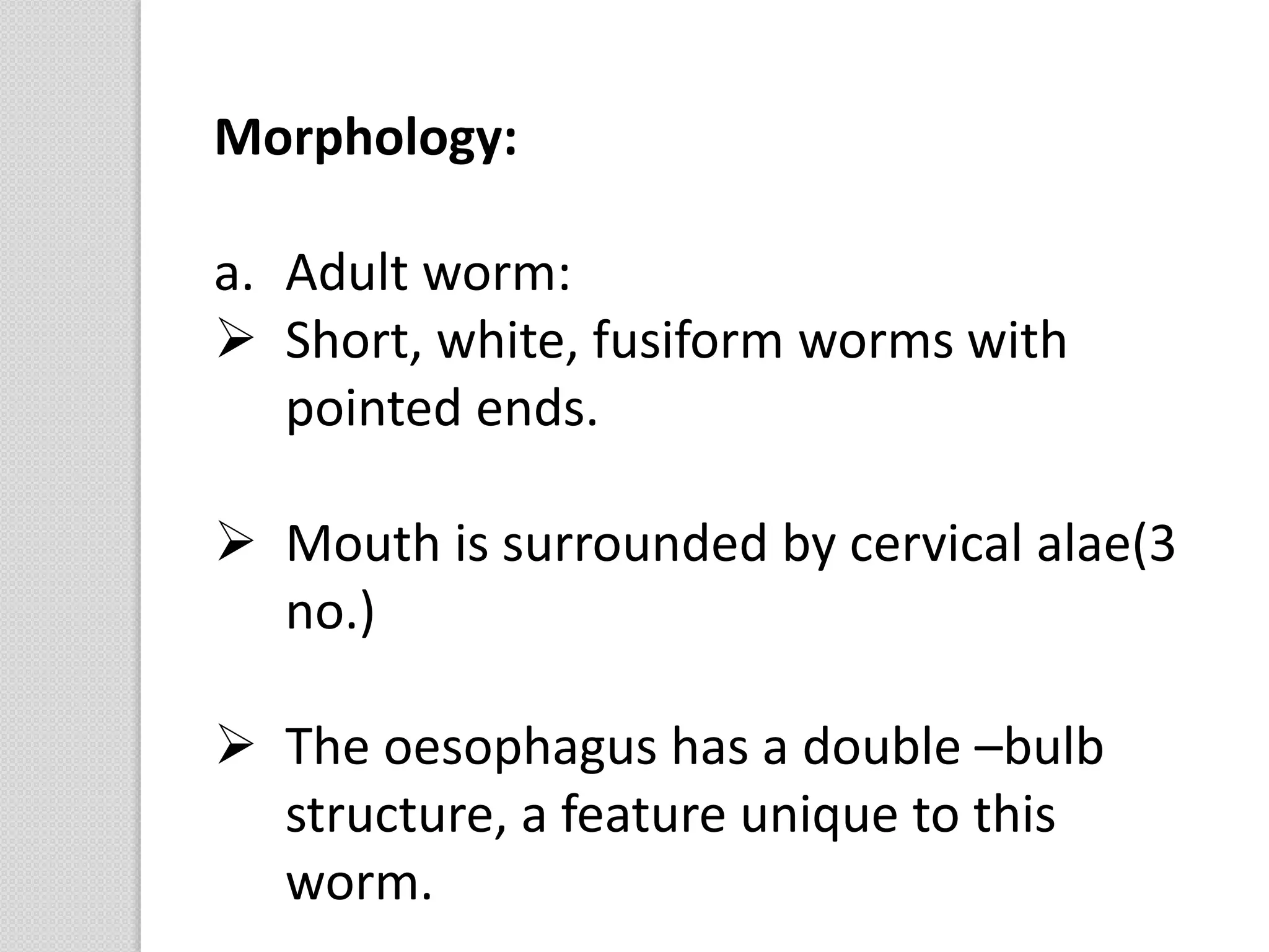 Morphology:
a. Adult worm:
 Short, white, fusiform worms with
pointed ends.
 Mouth is surrounded by cervical alae(3
no.)
 The oesophagus has a double –bulb
structure, a feature unique to this
worm.
 