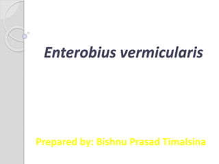 Enterobius vermicularis
Prepared by: Bishnu Prasad Timalsina
 