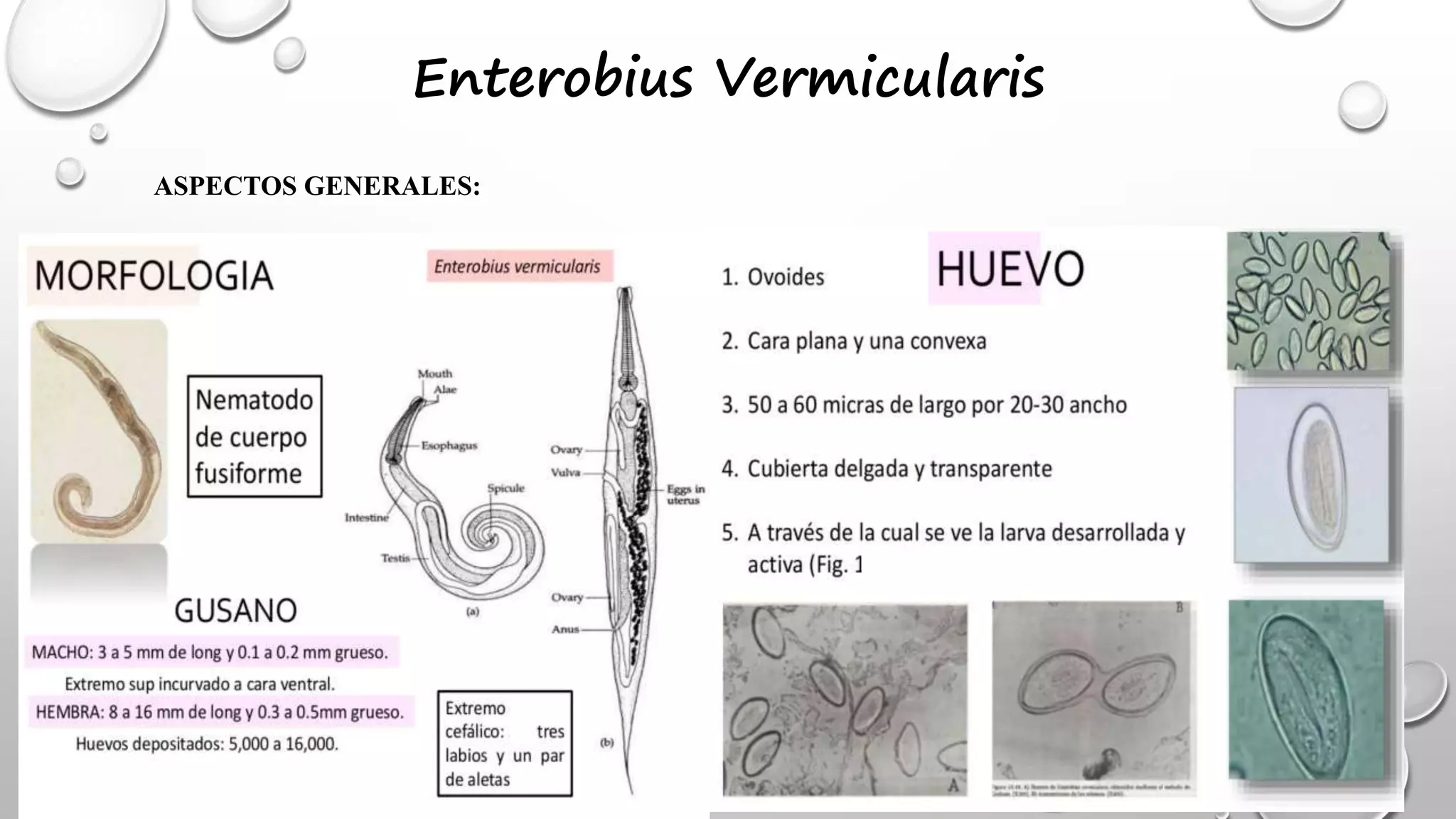 Enterobius vermicularis.ppt