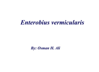 Enterobius vermicularis
By: Osman H. Ali
 