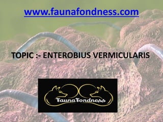 TOPIC :- ENTEROBIUS VERMICULARIS
www.faunafondness.com
 
