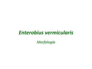 Enterobius vermicularis
Morfología

 