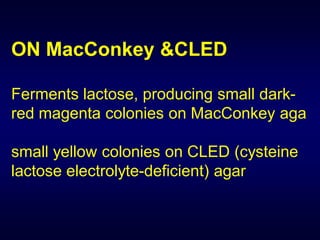 ON MacConkey &CLED

Ferments lactose, producing small dark-
red magenta colonies on MacConkey aga

small yellow colonies on CLED (cysteine
lactose electrolyte-deficient) agar
 