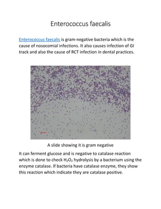 Enterococcus faecalis
Enterococcus faecalis is gram-negative bacteria which is the
cause of nosocomial infections. It also causes infection of GI
track and also the cause of RCT infection in dental practices.
A slide showing it is gram negative
It can ferment glucose and is negative to catalase reaction
which is done to check H2O2 hydrolysis by a bacterium using the
enzyme catalase. If bacteria have catalase enzyme, they show
this reaction which indicate they are catalase positive.
 