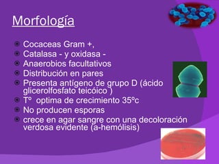 Morfología Cocaceas Gram +,  Catalasa - y oxidasa -  Anaerobios facultativos Distribución en pares Presenta antígeno de grupo D (ácido glicerolfosfato teicóico ) Tº  optima de crecimiento 35ºc No producen esporas crece en agar sangre con una decoloración verdosa evidente (a-hemólisis) 