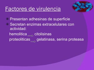 Factores de virulencia Presentan adhesinas de superficie Secretan enzimas extracelulares con actividad:  hemolitica  citolisinas  proteoliticas  gelatinasa, serina proteasa 