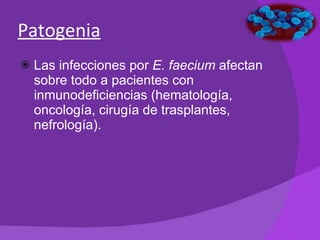 Patogenia Las infecciones por  E. faecium  afectan sobre todo a pacientes con inmunodeficiencias (hematología, oncología, cirugía de trasplantes, nefrología).  