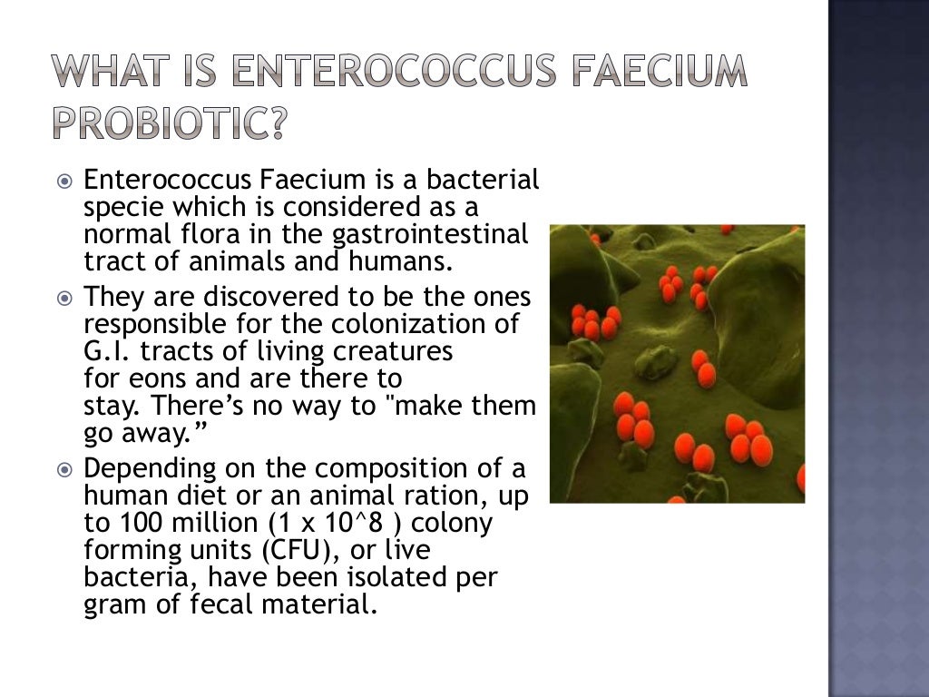 Enterococcus Faecium Probiotic