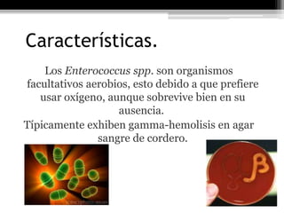 Características.
    Los Enterococcus spp. son organismos
facultativos aerobios, esto debido a que prefiere
   usar oxígeno, aunque sobrevive bien en su
                   ausencia.
Típicamente exhiben gamma-hemolisis en agar
               sangre de cordero.
 