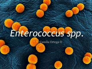 Enterococcus spp.
      Camila Ortega O
 