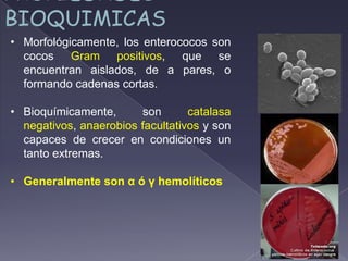 PROPIEDADES
BIOQUIMICAS
• Morfológicamente, los enterococos son
cocos Gram positivos, que se
encuentran aislados, de a pares, o
formando cadenas cortas.
• Bioquímicamente, son catalasa
negativos, anaerobios facultativos y son
capaces de crecer en condiciones un
tanto extremas.
• Generalmente son α ó γ hemolíticos
 