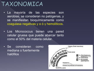 TAXONOMICA
• La mayoría de las especies son
aerobias, se consideran no patógenas, y
se manifiestan bioquímicamente como
coagulasa negativas y α ó γ hemolíticos.
• Los Micrococcus tienen una pared
celular gruesa que puede abarcar tanto
como el 50% del materia celular.
• Se consideran como verdaderos
mediana o fuertemente
halófilos
 