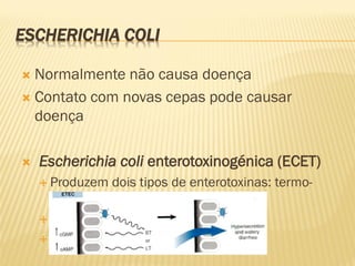 ESCHERICHIA COLI
 Normalmente não causa doença
 Contato com novas cepas pode causar
doença
 Escherichia coli enterotoxinogénica (ECET)
 Produzem dois tipos de enterotoxinas: termo-
lábil (LT) ou termo-estável (ST)
 “Diarréia do viajante”
 Diarréia secretória
 